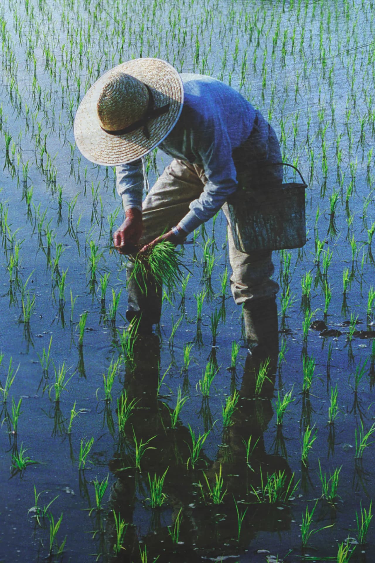 Agriculture, Food, & Forestry