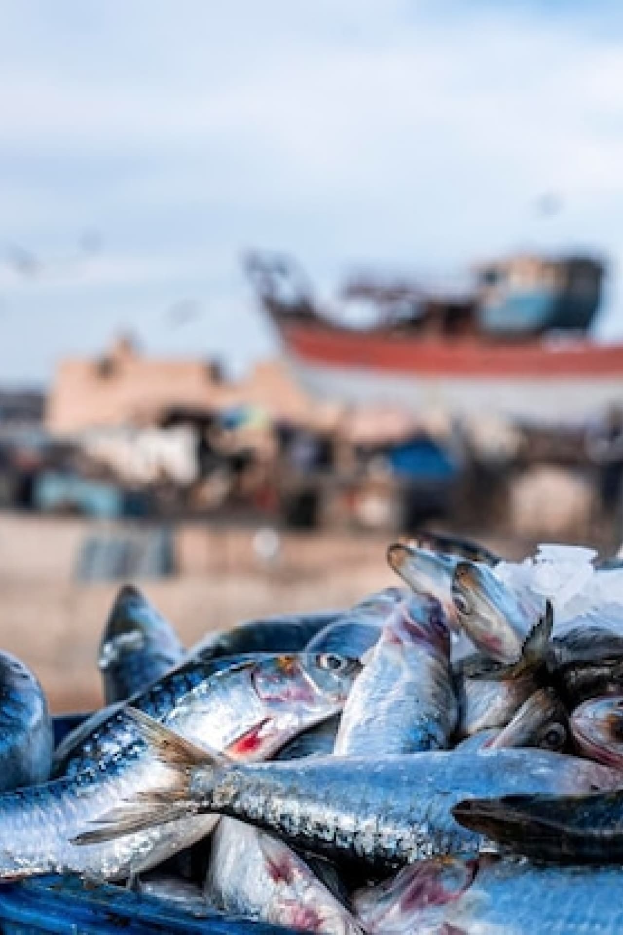 Fisheries & Maritime Affairs